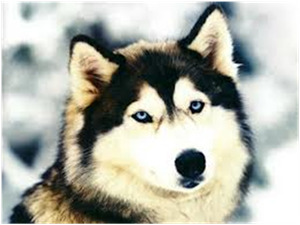 Husky Photo 
